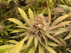 IMG_7692.jpeg
