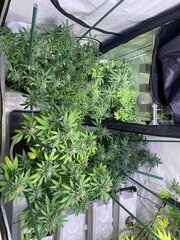 IMG_9826.jpeg