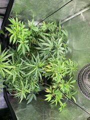 IMG_9827.jpeg