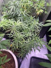 Original Haze
