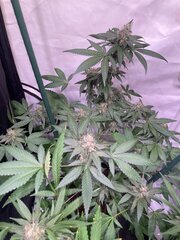 Tropicanna Punch BX1