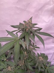 Tropicanna Punch BX1
