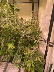 IMG_9835.jpeg