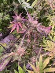 Tropicanna Punch Bx1