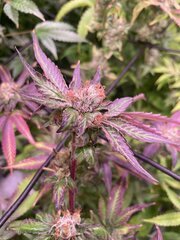 Tropicanna Punch BX1