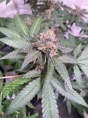 Tropicanna Punch BX1