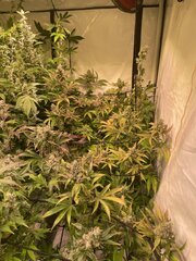 IMG_9886.jpeg