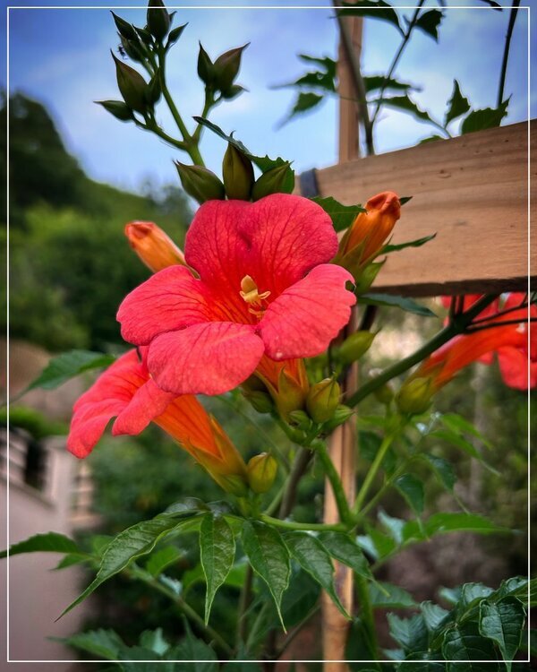 1181247311_FLeurBignone.thumb.jpg.40985b6626765d399b8860a21978bb06.jpg
