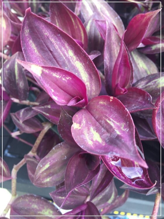 1469873907_FeuilleTradescantia.thumb.jpg.c8c3d54d12db2abddce1c84fd4d723d6.jpg