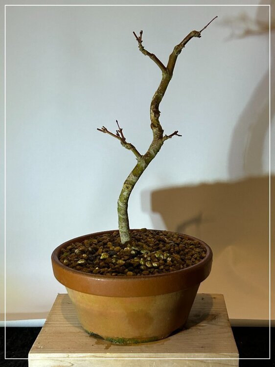 1638934627_Erablepalmatum.thumb.jpg.bf588d2f454468642ac39bcdd0e7872d.jpg