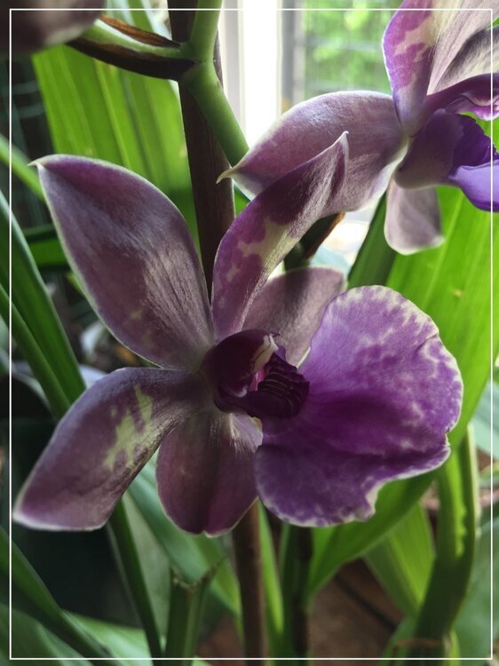 1692875503_Fleurorchide.thumb.jpg.9c648dde2525c9671e0537ef93163433.jpg