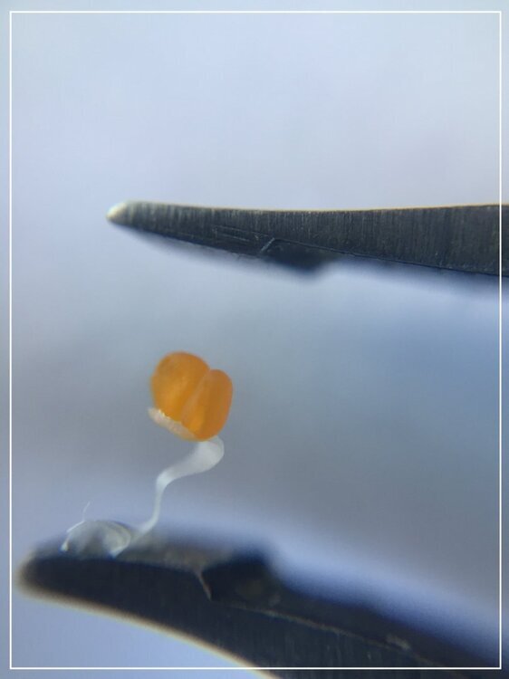 1875167960_Stigmatesacpollenorchidea.thumb.jpg.ca8d76558ba05765828cd0942c90d7b6.jpg