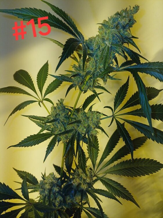 20250109_111223.thumb.jpg.8dcf4cc435b44ecd6344b4d38ccbe363.jpg