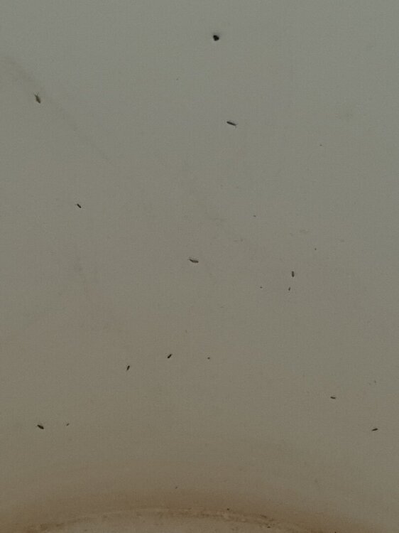 20250123_102936.thumb.jpg.51292cea0bb14ed98e82629a893353cf.jpg
