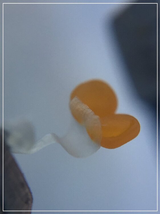 551449228_Stigmatesacpollenorchide.thumb.jpg.76921916d69c314f4ba830bd0b5bd796.jpg