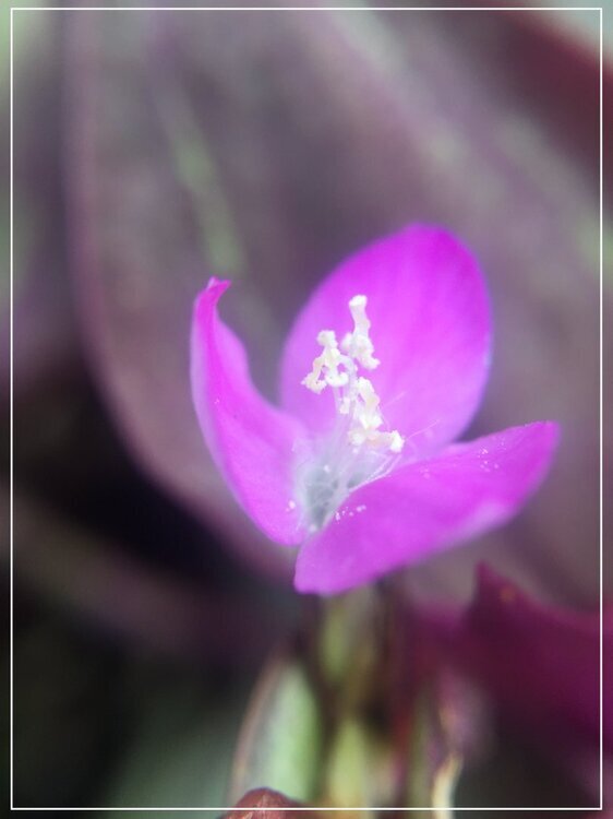 861158589_FleurTradescantia.thumb.jpg.55d286bc176432f6ce95741bcac7ed6f.jpg