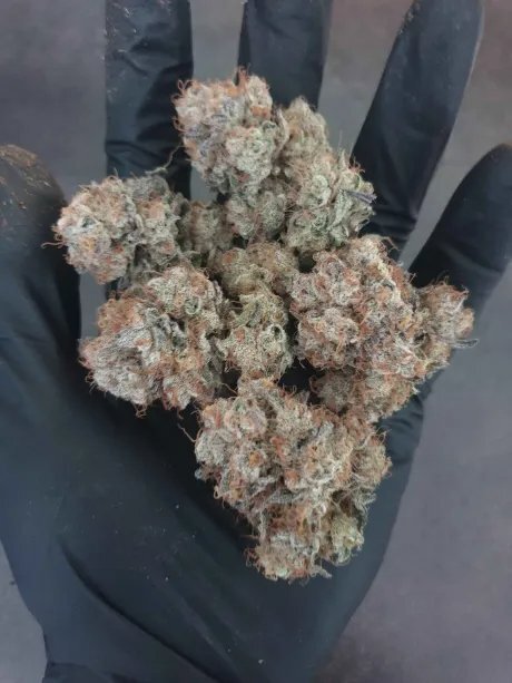 budcoco.jpg.5179714d197c3d644f3e6dc1e2a087b0.jpg