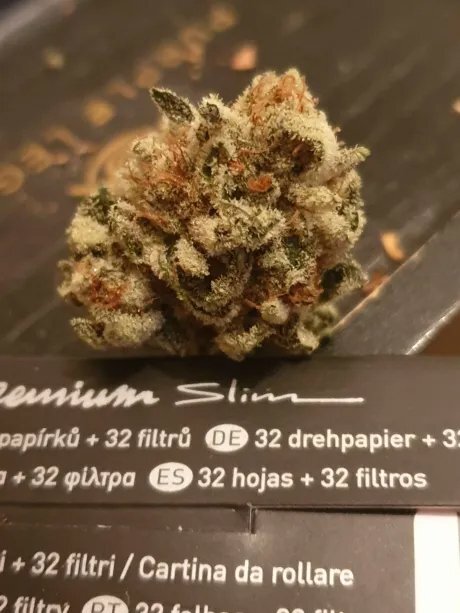 budfrozen.jpg.ff891f9fdd37df9ea11c28eb827cef67.jpg