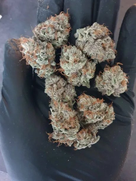 budmimo.jpg.a9e8fffdef32099a55cf2f8d5ab92af0.jpg