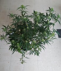 22janv MK2.2.jpg