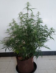 03janv MK1.2.jpg