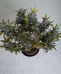 03janv Mand1.1.jpg