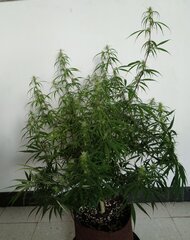 09janv MK1.1.jpg