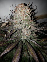 Sensi Purple Kush 12/12 +62