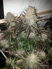 Sensi Purple Kush 12/12 +62