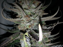 Sensi Purple Kush 12/12 +62