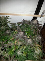 Purple Punch X Do-Si-Dos 12/12 +62