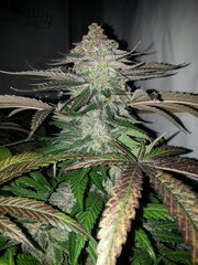 Purple Punch X Do-Si-Dos 12/12 +62