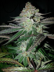 Purple Punch X Do-Si-Dos 12/12 +62