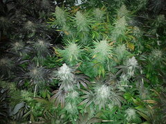 Panama 12/12 +62