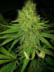 Panama 12/12 +62
