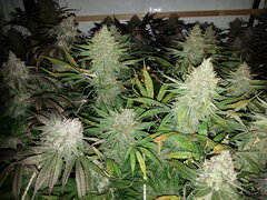 Panama 12/12 +62