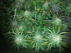 Jack Herer 12/12 +62