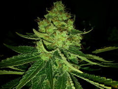 Jack Herer 12/12 +62