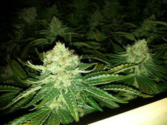 Jack Herer 12/12 +62