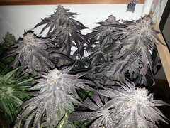 Gorgeous Braelin 12/12 +62
