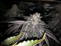 Gorgeous Braelin 12/12 +62