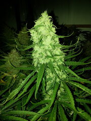 Malawi 12/12 +62