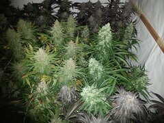Malawi 12/12 +62