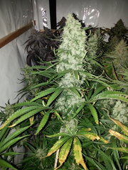 Malawi 12/12 +62