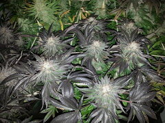 Kush T 12/12 +62