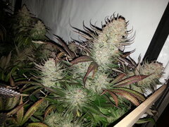 Sensi Purple Kush 12/12 +62