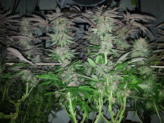 Kush T 12/12 +62