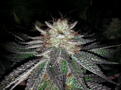 Kush T 12/12 +62