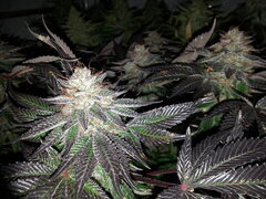 Kush T 12/12 +62