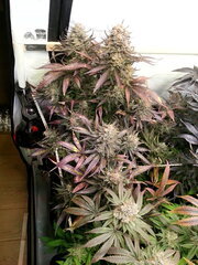 Sensi Purple Kush 12/12 +68